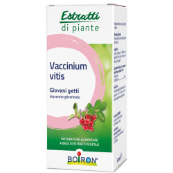 Vaccinium vitis macerato...
