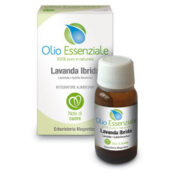 Lavanda ibrida olio...
